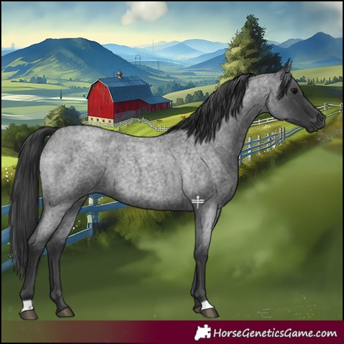 Horse Color:Blue Roan 