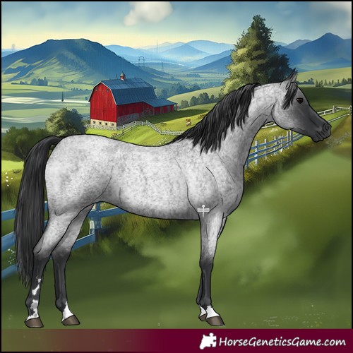 Horse Color:Blue Roan 