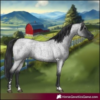 Horse Color:Blue Roan 