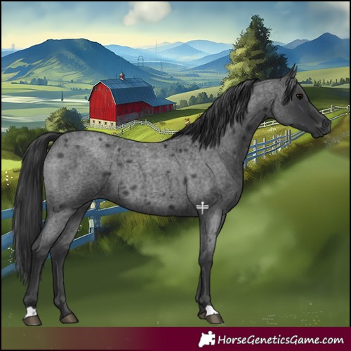 Horse Color:Blue Roan 