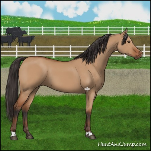 Horse Color:Bay Dun 