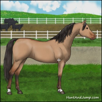 Horse Color:Bay Dun 