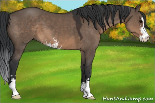 Horse Color:Brown Dun Sabino 