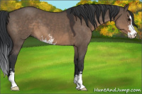 Horse Color:Brown Dun Sabino 
