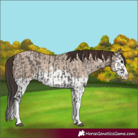 Horse Color:Grullo Sabino Splash and Classic Champagne Dun Sabino Splash