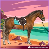 Horse Color:Chocolate Palomino 