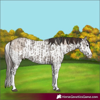 Horse Color:Grullo Sabino Splash and Classic Champagne Dun Sabino Splash