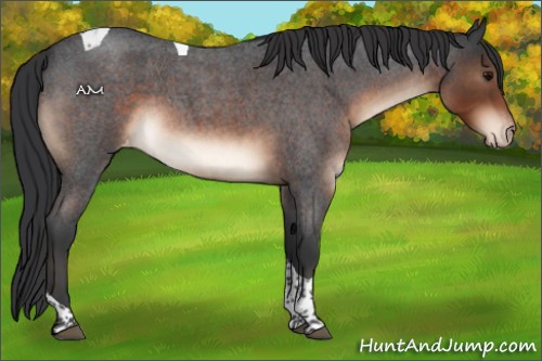 Horse Color:Brown Roan Tobiano Appaloosa Rabicano 