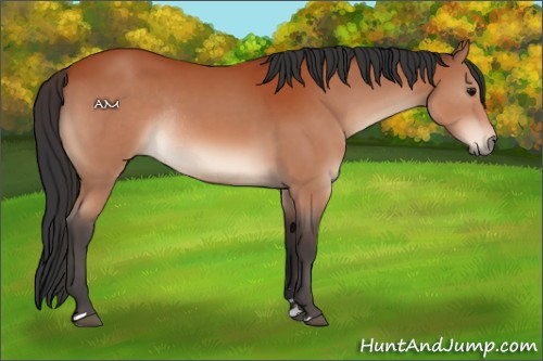 Horse Color:Bay Sabino Rabicano 