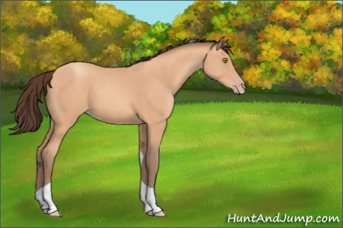 Horse Color:Amber Champagne Tobiano Rabicano