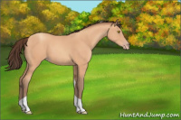 Horse Color:Amber Champagne Tobiano Rabicano