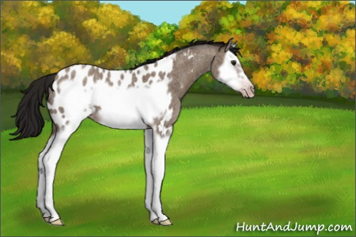 Horse Color:Gray Classic Champagne Roan Splash Frame Appaloosa 