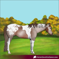 Horse Color:Gray Chestnut Tobiano Blanket 
