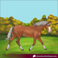 Horse Color:Silver Bay Rabicano 