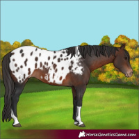 Horse Color:Brown Tobiano Appaloosa 