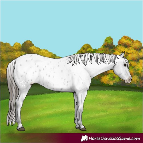 Horse Color:Blue Roan Appaloosa 