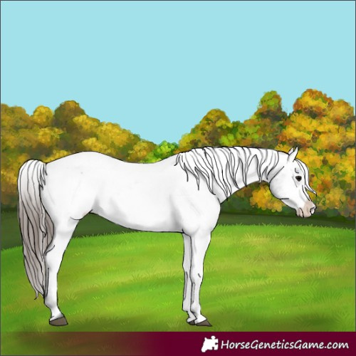 Horse Color:Black Appaloosa Rabicano 