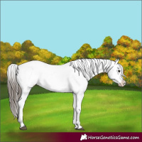 Horse Color:Black Appaloosa Rabicano 