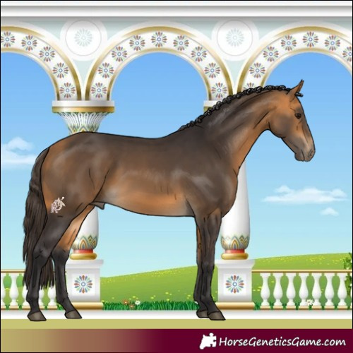 Horse Color:Buckskin 