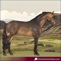 Horse Color:Buckskin 