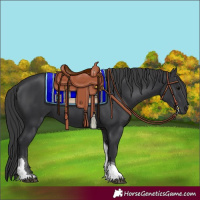 Horse Color:Black Tobiano 