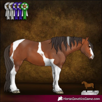 Horse Color:Bay Tobiano 