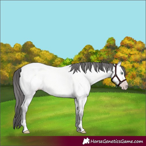 Horse Color:Platinum Amber Cream Champagne Roan Dun 