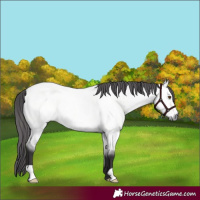Horse Color:Platinum Buckskin Roan Dun 