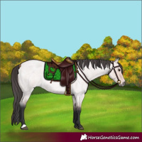 Horse Color:Platinum Bay Roan Dun 