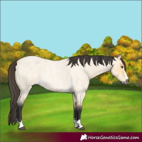 Horse Color:Buckskin Roan Dun 