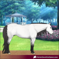 Horse Color:Platinum Buckskin Dun 