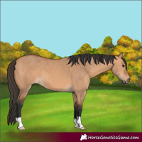 Horse Color:Bay Dun