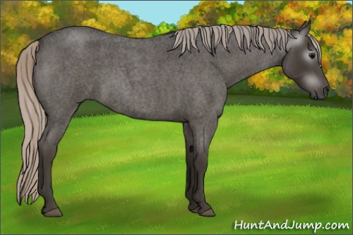 Horse Color:Gray Silver Blue Roan Sabino 