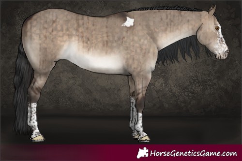 Horse Color:Brown Dun Sabino Tobiano Brindle 