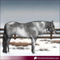 Horse Color:Black Sabino Tobiano 