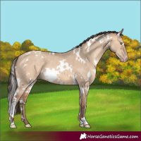 Horse Color:White Spotted Amber Champagne Dun 
