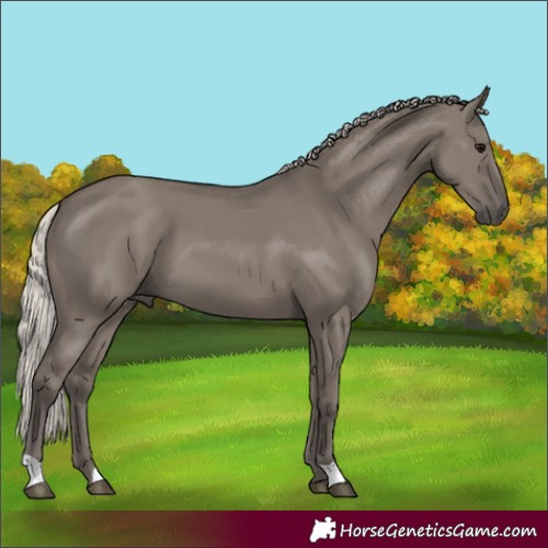 Horse Color:Silver Grullo 