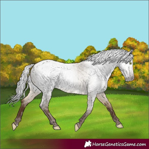 Horse Color:Gray Amber Champagne Roan Dun 