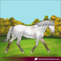 Horse Color:Gray Amber Champagne Roan Dun 