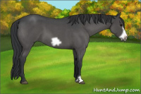 Horse Color:Blue Roan Frame
