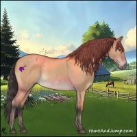 Horse Color:Bay Dun