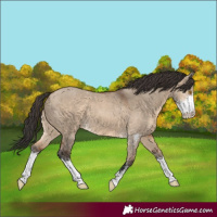 Horse Color:Brown Dun Sabino