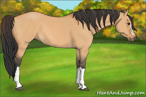 Horse Color:Bay Dun