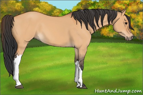 Horse Color:Bay Dun 