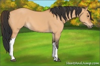 Horse Color:Bay Dun 