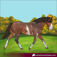 Horse Color:Bay Sabino Rabicano