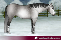 Horse Color:Gray Platinum Smoky Grullo Splash Appaloosa 