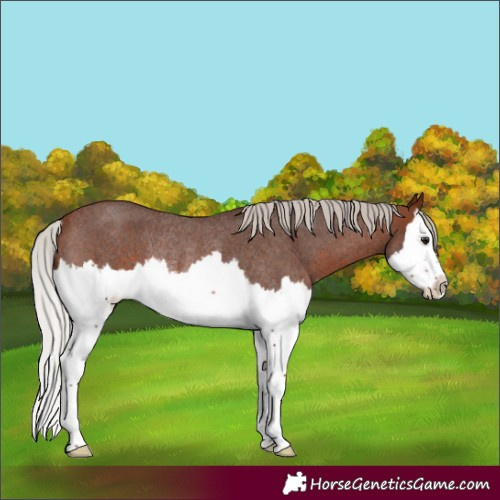 Horse Color:Silver Bay Roan Splash Rabicano 