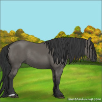 Horse Color:Grullo Rabicano 