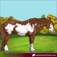 Horse Color:Chestnut Frame